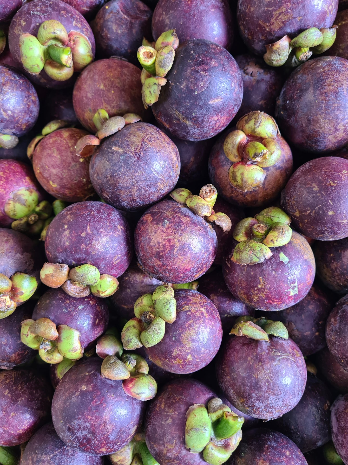 MANGOSTEEN (per kilo)