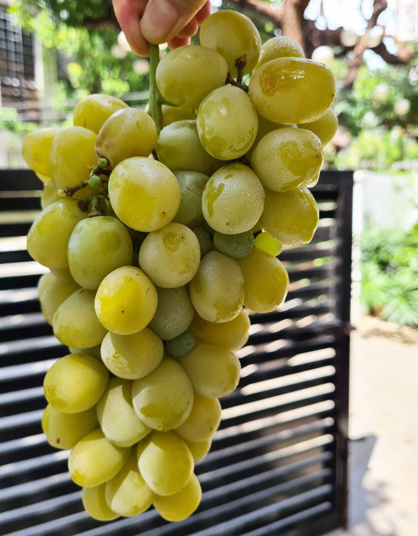 GRAPES (Green Seedless) (per pack)