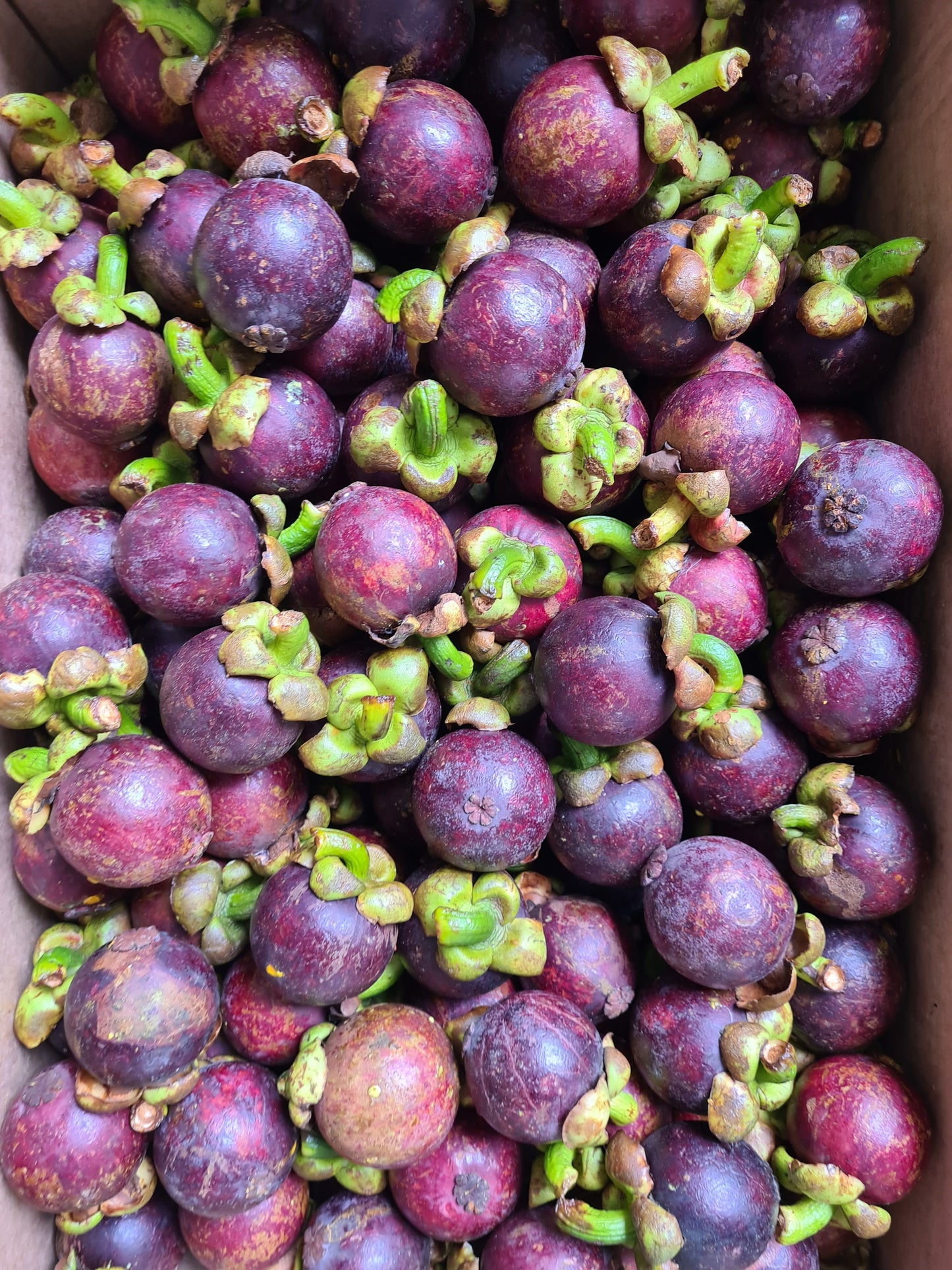 MANGOSTEEN (per kilo)